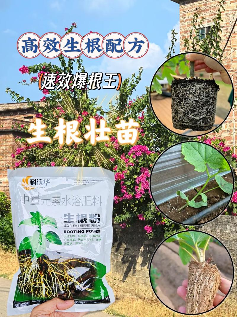 快速生根粉什么花都可以用吗？快速生根粉什么花都可以用吗图片
