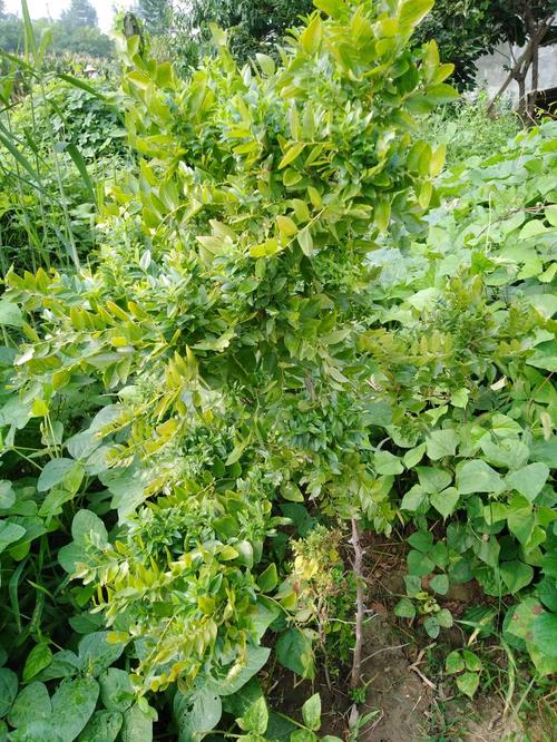 枣树长疯了是怎么回事？枣树长疯是什么原因