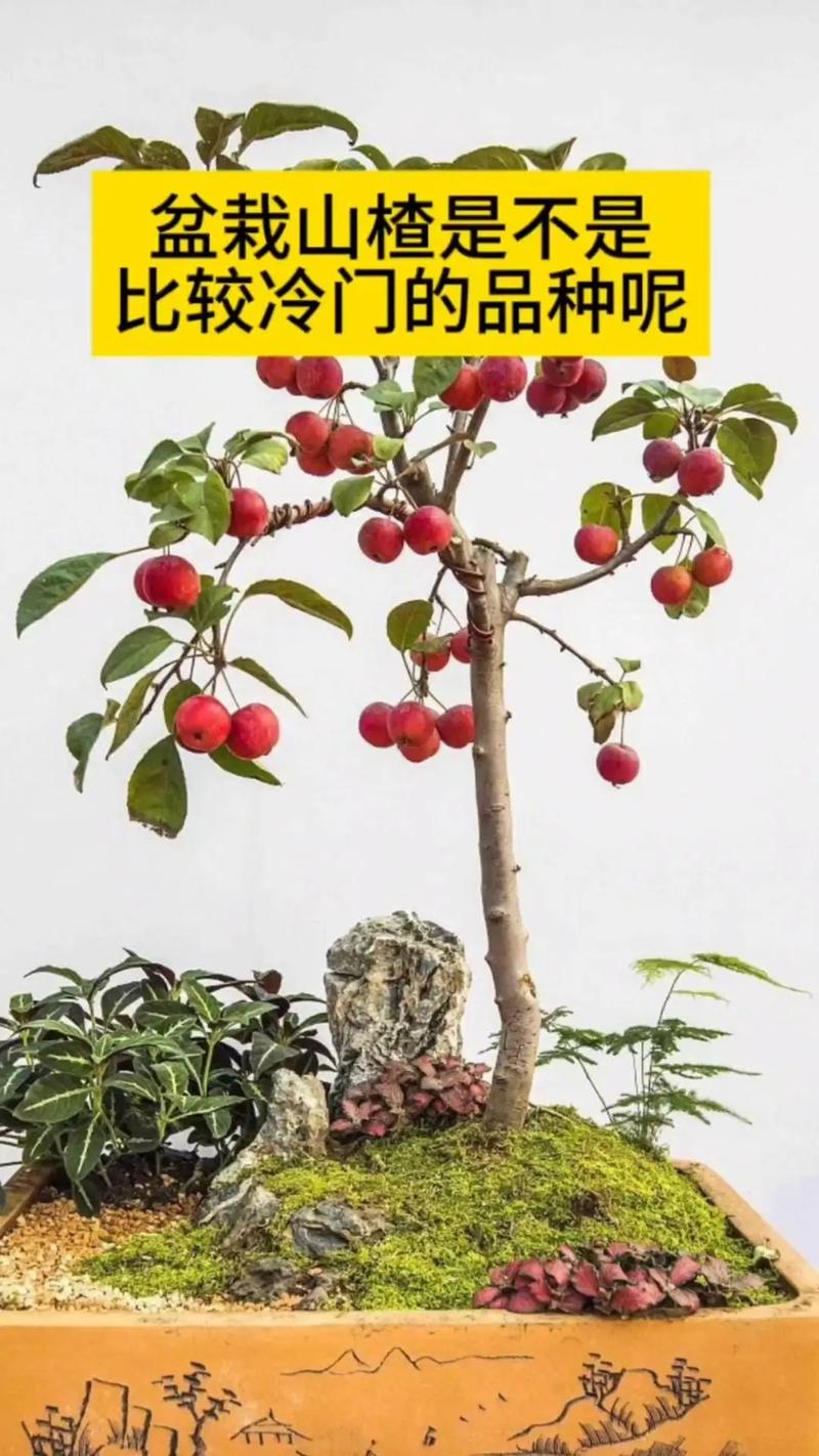 盆栽果树怎么养才能又大又甜？盆栽果树的养殖方法和注意事项