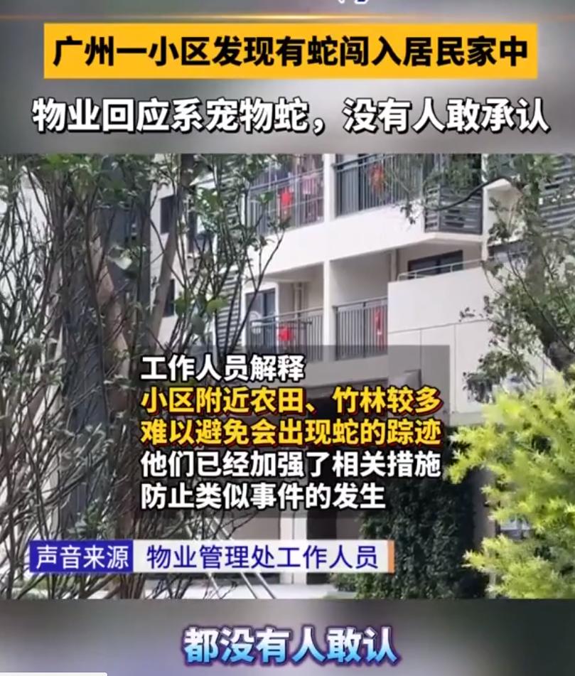 广州小区惊现一米长蛇!物业核查竟是业主“越狱”宠物玉米蛇