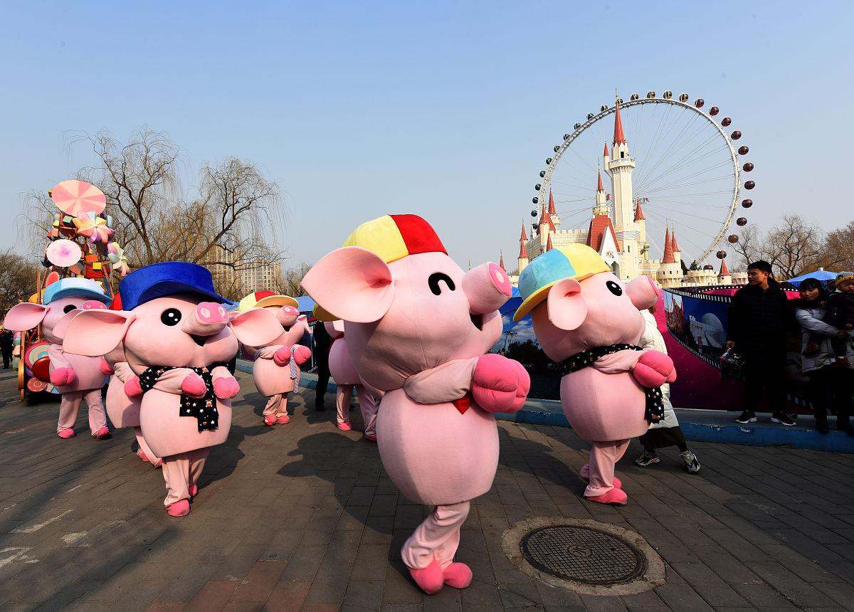 萌猪才艺秀惊艳全场!小朋友追捧的“动物明星”这样炼成