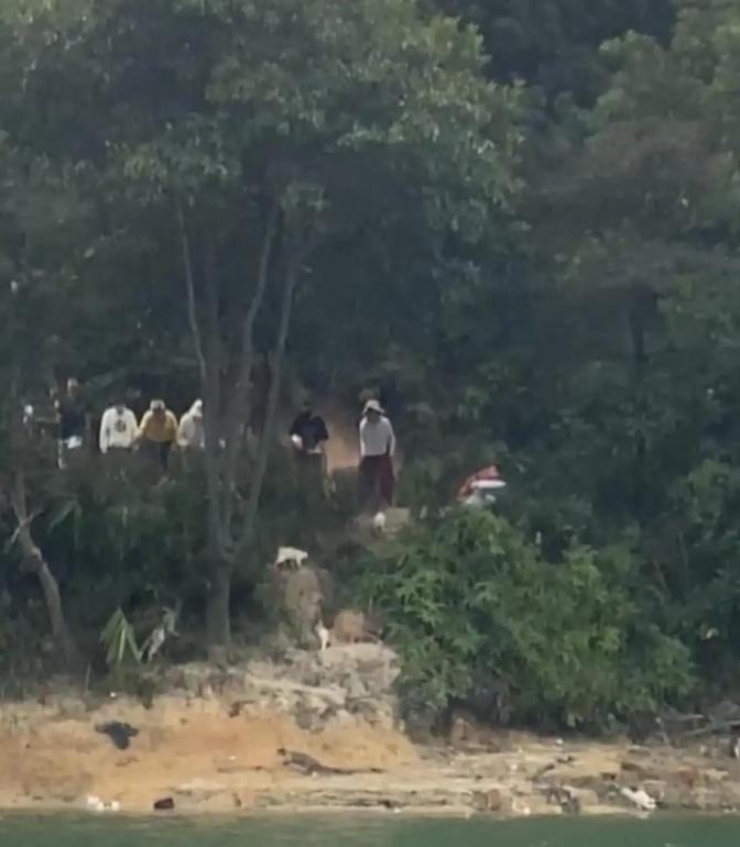 水库放生猫:伪善背后的生态灾难与人性反思