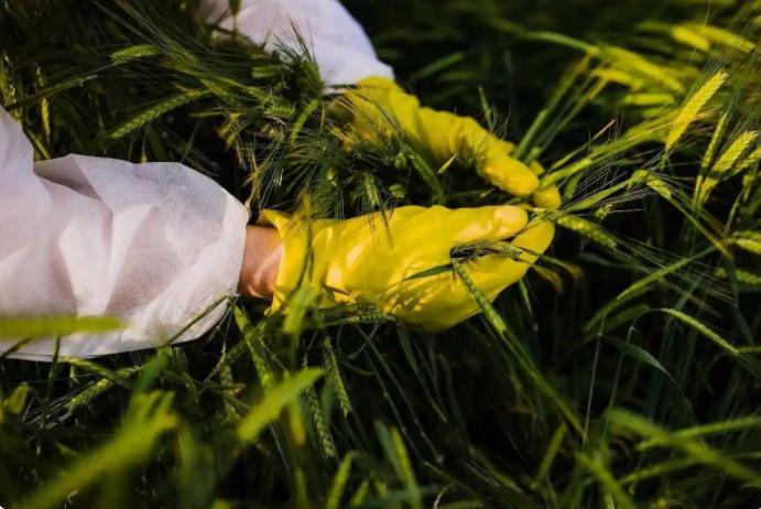 国家安全亮红灯:境外间谍窃取我国亲本种子触目惊心