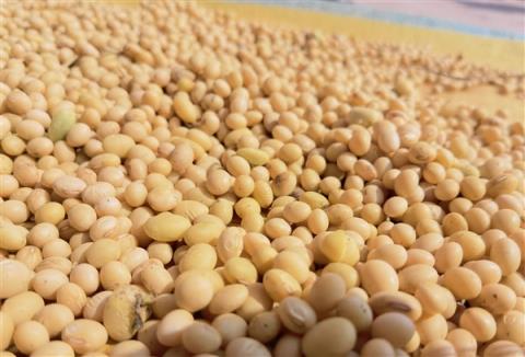 大豆不只能做豆腐！清华团队把大豆做成固态电池电解质 安全且环保(图2)