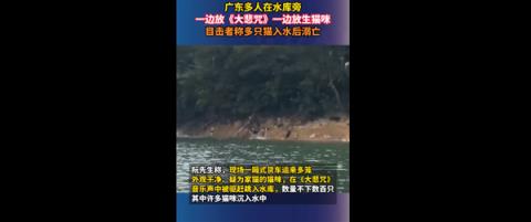 广东多人水库放生小猫 猫入水后溺亡引热议：官方通报