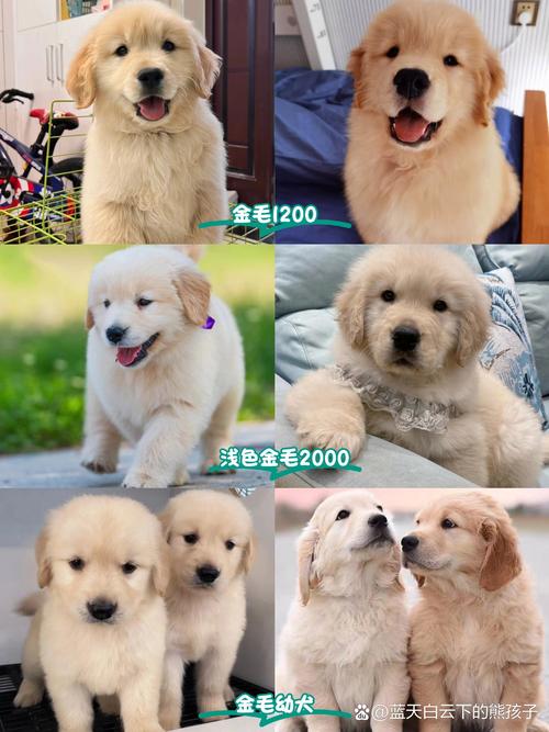 上海哪家犬舍比较好？上海狗舍排名