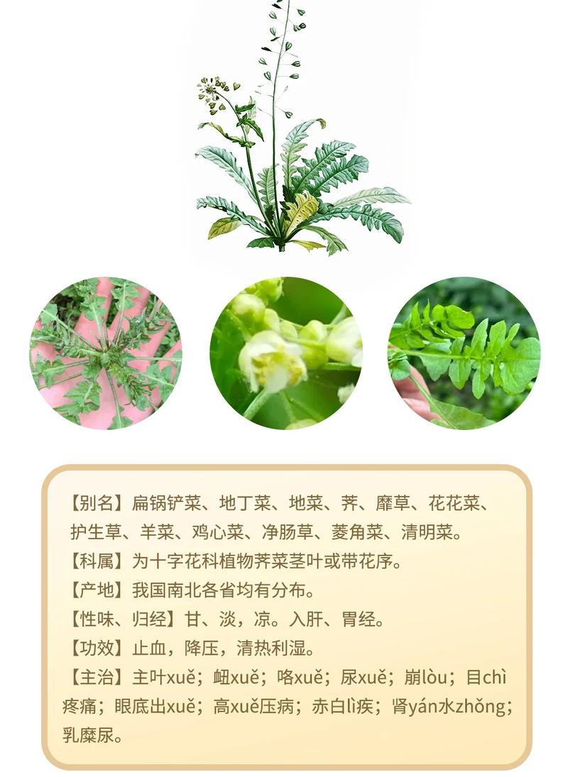荠菜的特点是什么举例说明?荠菜的特点是什么?文章举了哪几个例子说明?