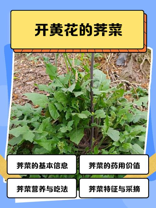 荠菜的特点是什么举例说明?荠菜的特点是什么?文章举了哪几个例子说明?