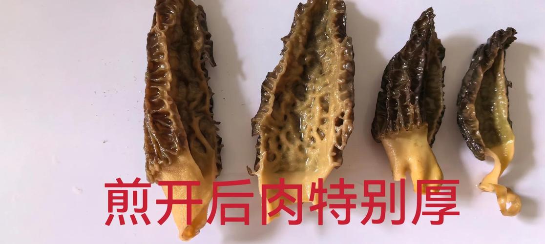 干羊肚菌长白霉怎么处理？干羊肚菌白色霉菌