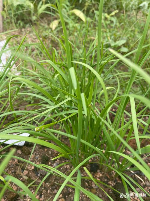 韭菜种植多久可以采收？韭菜种多久才能收割