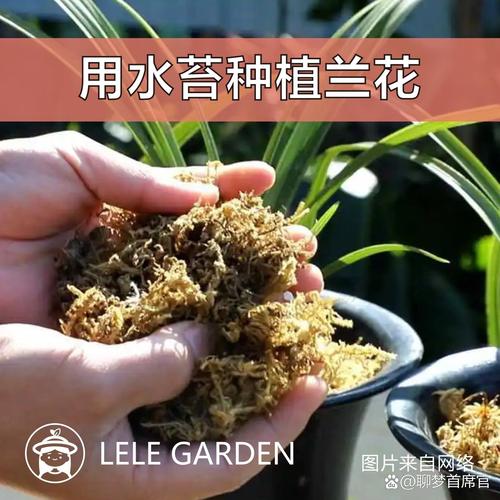 用水苔种兰花怎么浇水？用水苔养兰花的视频
