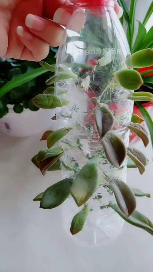 矿泉水瓶怎么做花盆种多肉?怎样用矿泉水瓶子养多肉