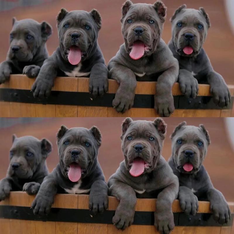 卡斯罗几个月剪耳朵最好看？卡斯罗什么时候剪耳和断尾