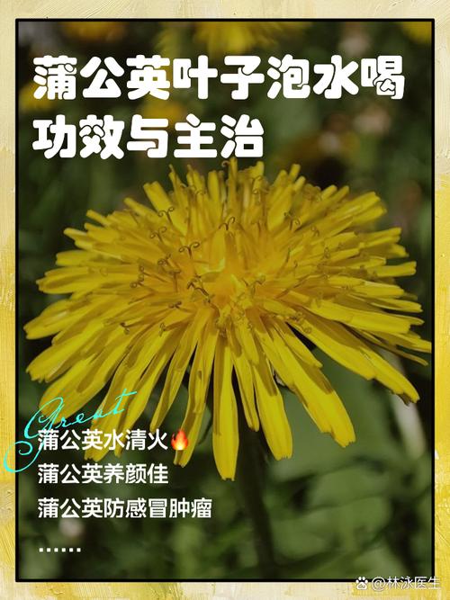 过夜的蒲公英水能喝吗?过夜的蒲公英水能喝吗百度百科