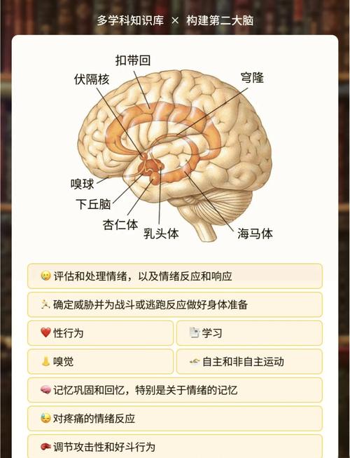 丘脑的特异性投射系统?丘脑的特异性投射系统有哪些