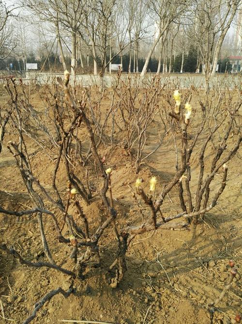 秦皇岛市白塔岭街道属于哪个区?秦皇岛白塔岭社区居委会电话