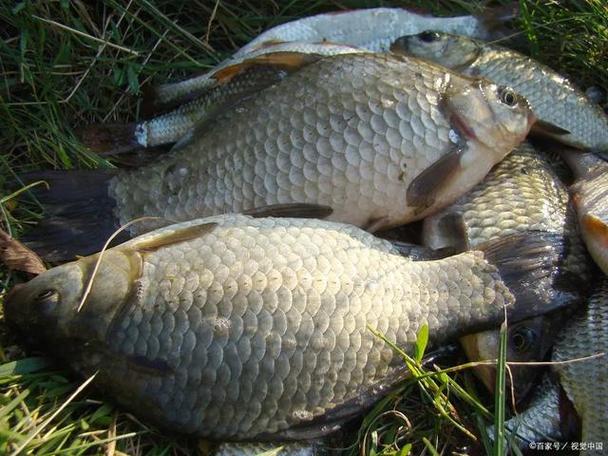 蓝鲫加白糖能钓鲤鱼吗怎么样?野战蓝鲫加白糖