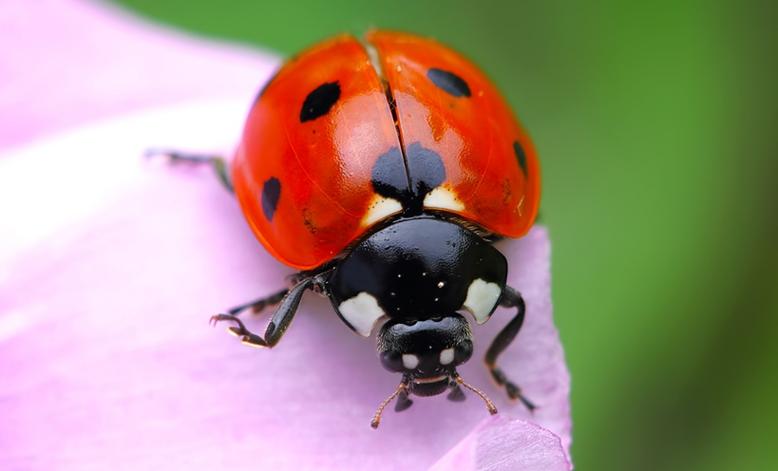 七星瓢虫生活地点？七星瓢虫生活在哪儿