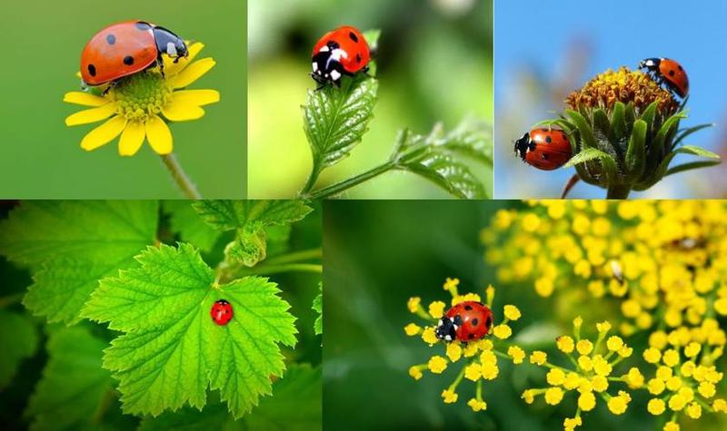 七星瓢虫生活地点?七星瓢虫生活在哪儿