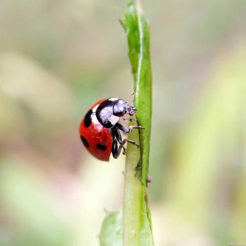 七星瓢虫生活地点?七星瓢虫生活在哪儿