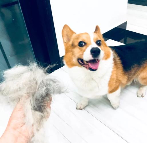 柯基春季掉毛是因为什么？柯基季节性掉毛