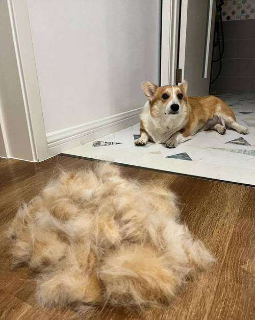 柯基春季掉毛是因为什么?柯基季节性掉毛