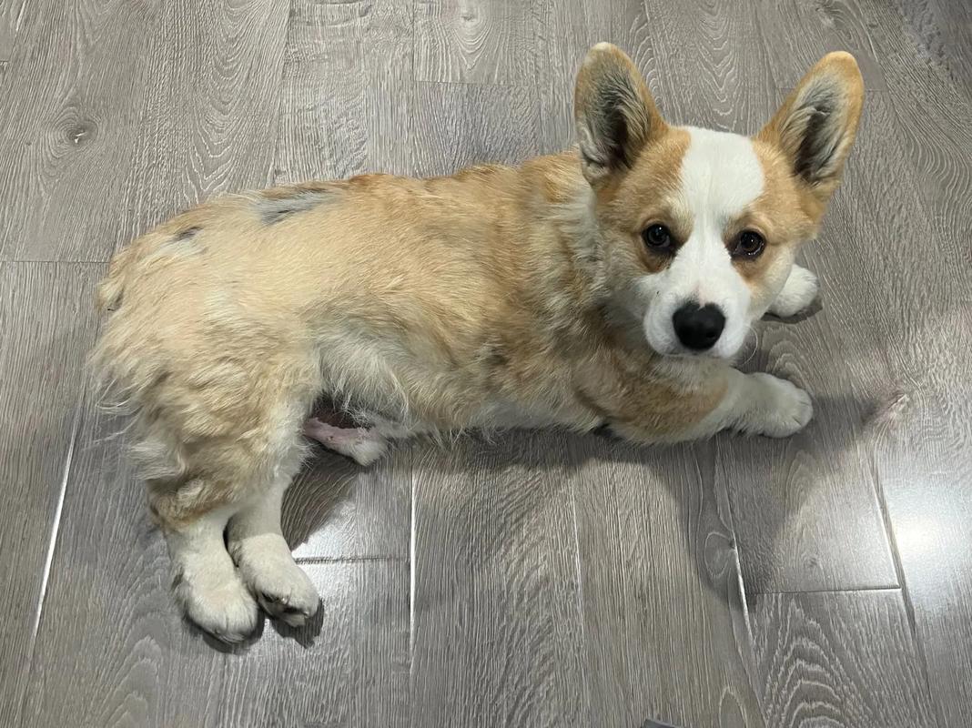 柯基春季掉毛是因为什么?柯基季节性掉毛