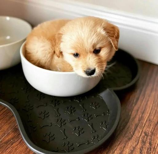 金毛两个月需要注意什么？金毛两个月幼犬