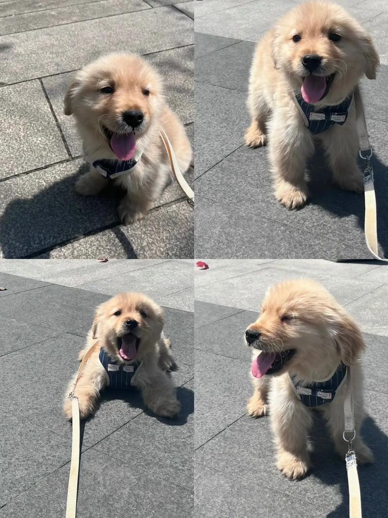 金毛两个月需要注意什么?金毛两个月幼犬