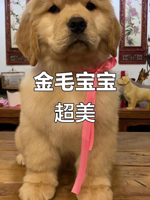 金毛两个月需要注意什么?金毛两个月幼犬