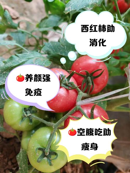 空腹吃西红柿的害处？空腹吃西红柿对身体好吗