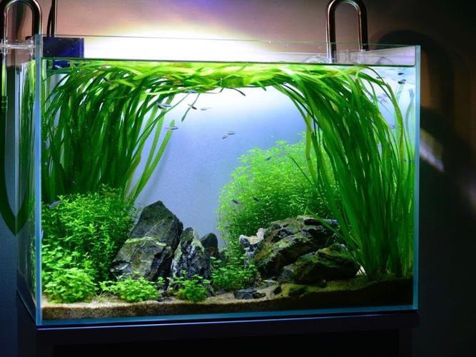 浅水缸适合养什么鱼好？浅水缸用什么水草