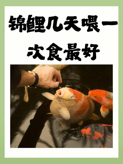 锦鲤养多长时间能产卵啊?锦鲤养多久会生小鱼