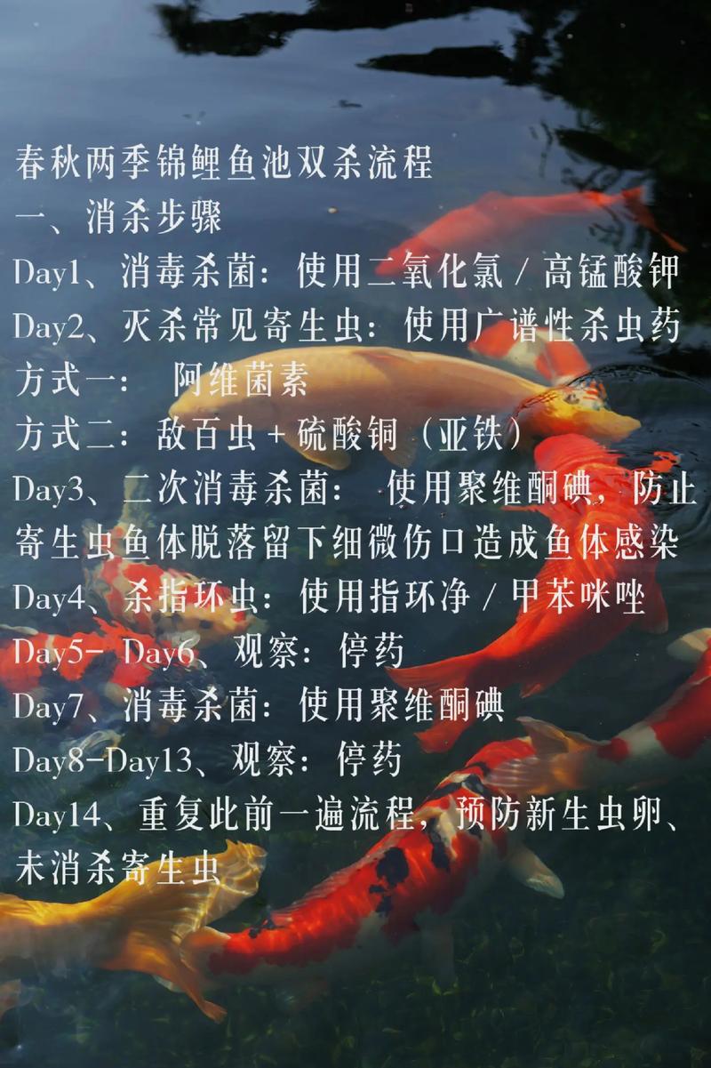 锦鲤养多长时间能产卵啊?锦鲤养多久会生小鱼