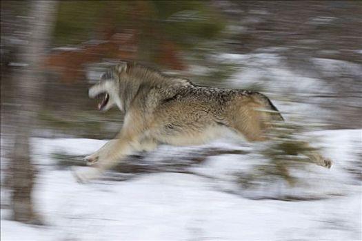 狼的奔跑速度是多少码？狼跑得有多快