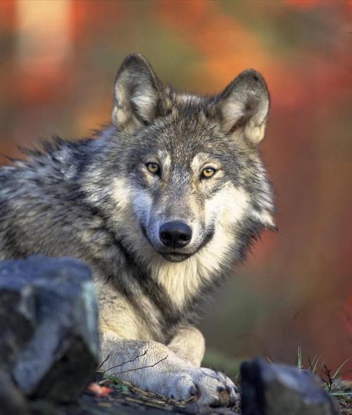 狼的奔跑速度是多少码?狼跑得有多快