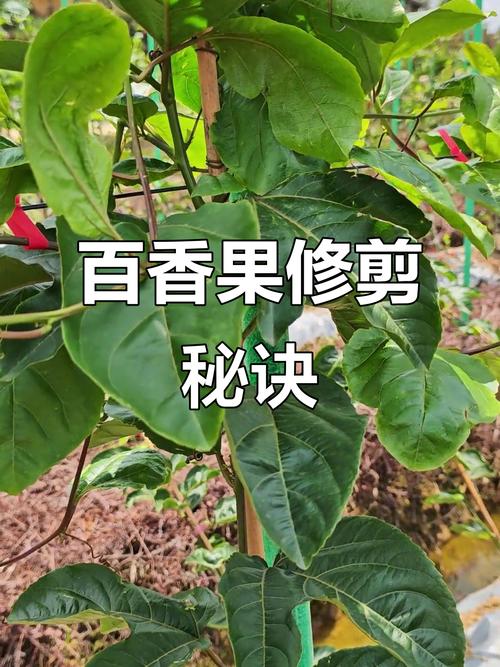 盆栽百香果过冬修剪？百香果树冬天怎么修剪