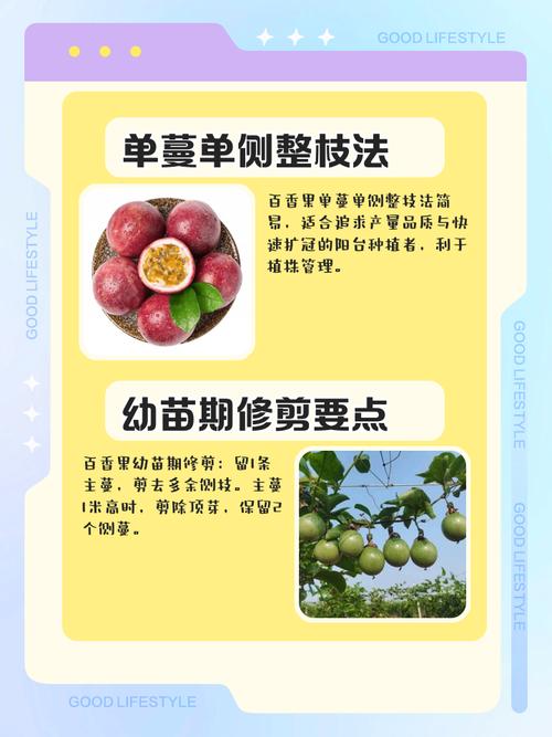 盆栽百香果过冬修剪?百香果树冬天怎么修剪