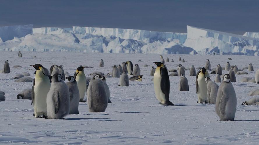 企鹅生活在什么样的环境里？企鹅生活在什么样的环境里呢
