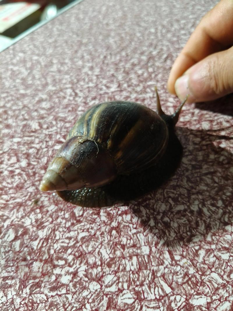 非洲大蜗牛吃肉吗？非洲大蜗牛吃不吃肉