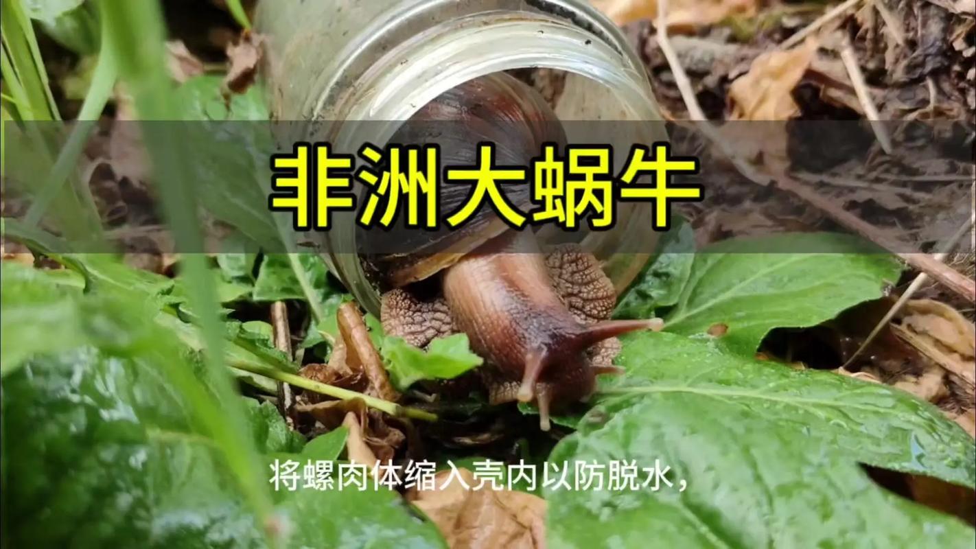 非洲大蜗牛吃肉吗?非洲大蜗牛吃不吃肉