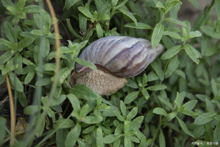非洲大蜗牛吃肉吗?非洲大蜗牛吃不吃肉