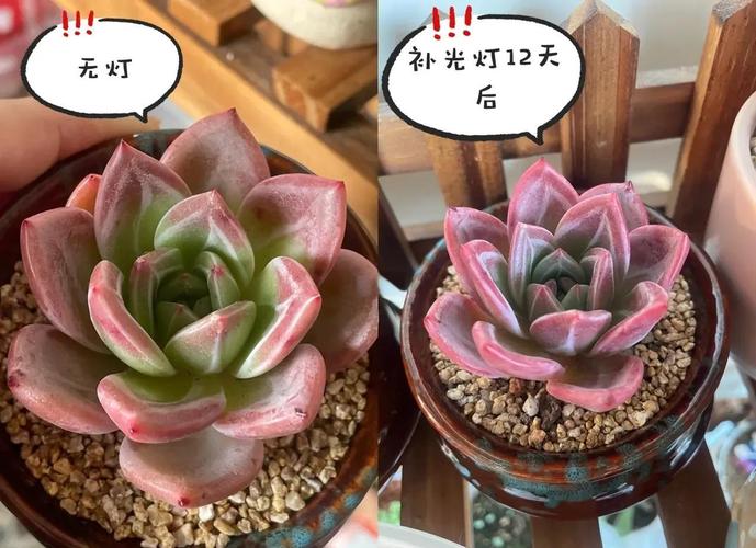 普通led灯可以照多肉吗？用led灯照多肉可以吗