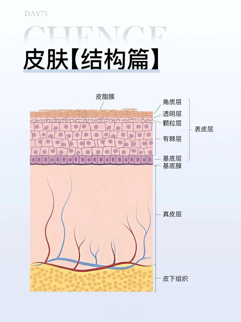 皮肤衍生的结构是？皮肤衍生的结构是什么
