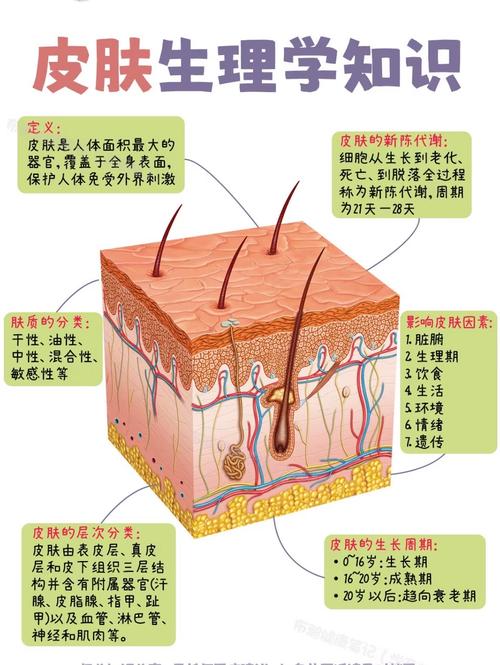 皮肤衍生的结构是?皮肤衍生的结构是什么