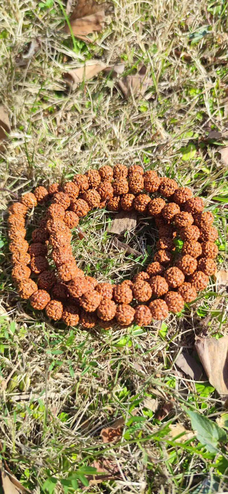 金刚菩提子能种吗?金刚菩提子能发芽吗