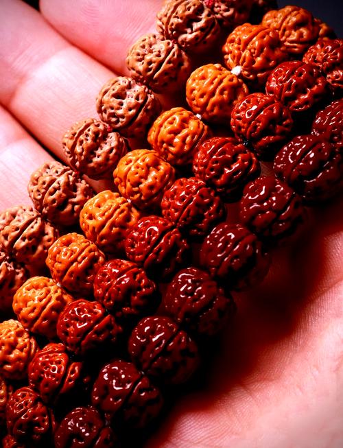 金刚菩提子能种吗?金刚菩提子能发芽吗