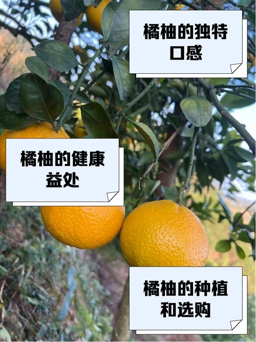 桔子能和柚子一起吃吗会中毒吗？桔子能和柚子一起吃吗会中毒吗视频