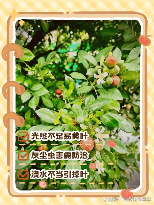 九里香叶子脱落是什么原因？九里香叶子掉光了,还能长出新叶子吗