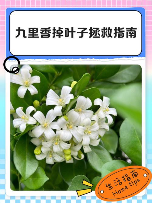 九里香叶子脱落是什么原因?九里香叶子掉光了,还能长出新叶子吗